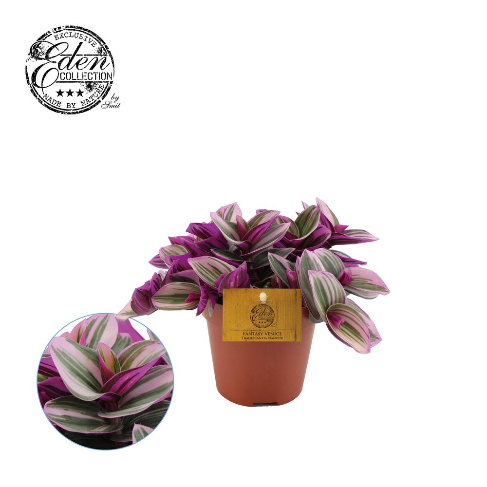 Tradescantia Nanouk T12 H20