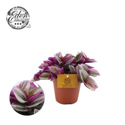 Tradescantia Nanouk T12 H20
