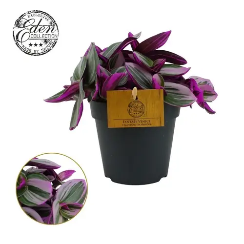 Tradescantia Nanouk T12 H20