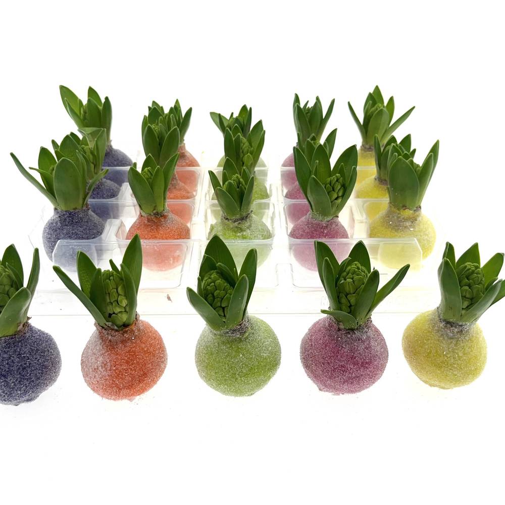 Hyaz.Bol Wachs mix Crystal Frühlingsfarben H008