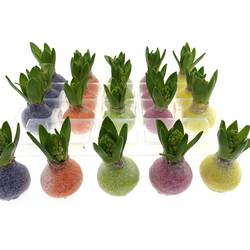 Hyaz.Bol Wachs mix Crystal Frühlingsfarben H008