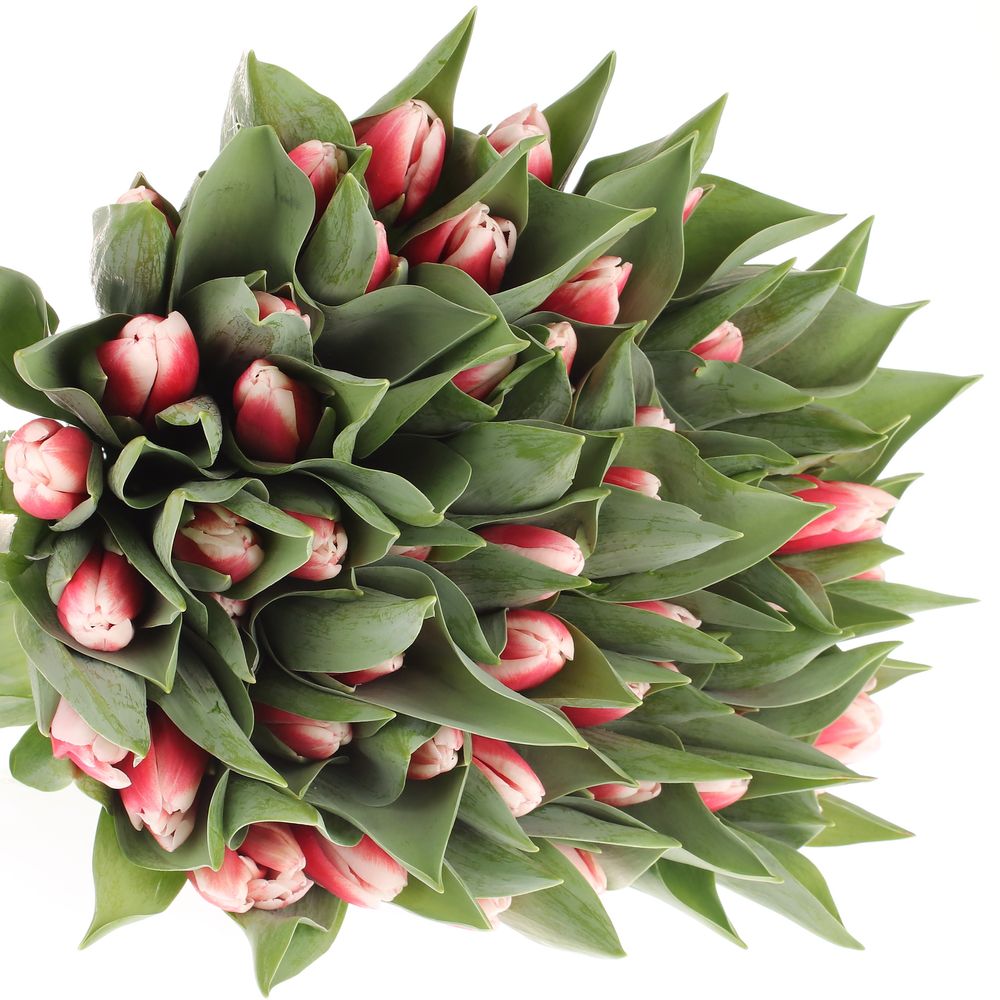 Tulpe rot/creme Universe 36 Gramm