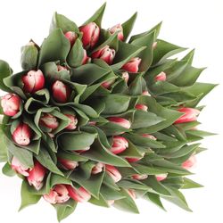 Tulpe rot/creme Universe 36 Gramm