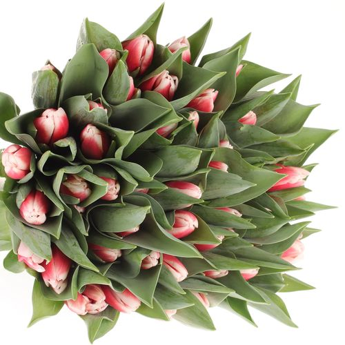 Tulpe rot/creme Universe 36 Gramm