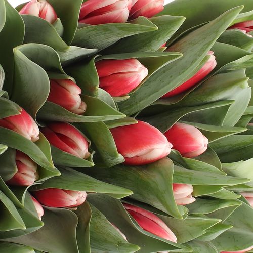 Tulpe rot/creme Universe 36 Gramm