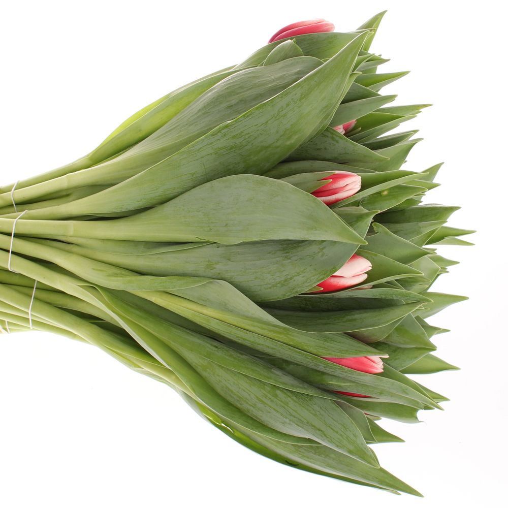 Tulpe rot/creme Universe 36 Gramm