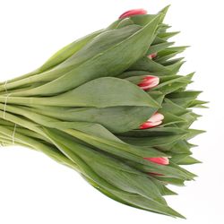 Tulpe rot/creme Universe 36 Gramm