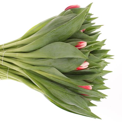 Tulpe rot/creme Universe 36 Gramm