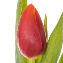 Tulpe rot/gelb Replay 48 Gramm