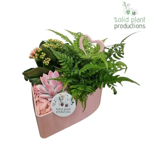 Kal.Arr Herz rosa VE028PINK T22 H023