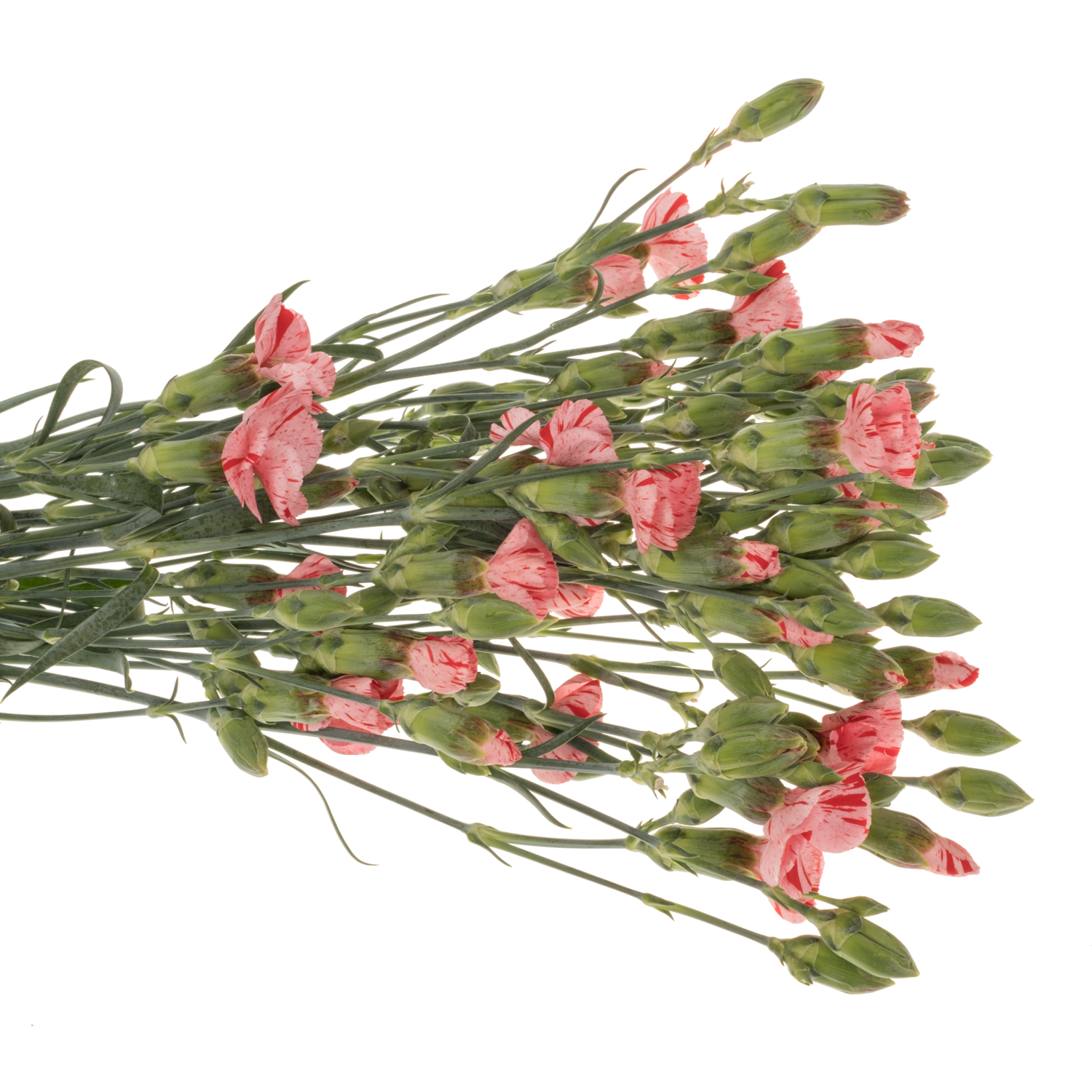 Mininelke rosa Soland Stripefly 60cm