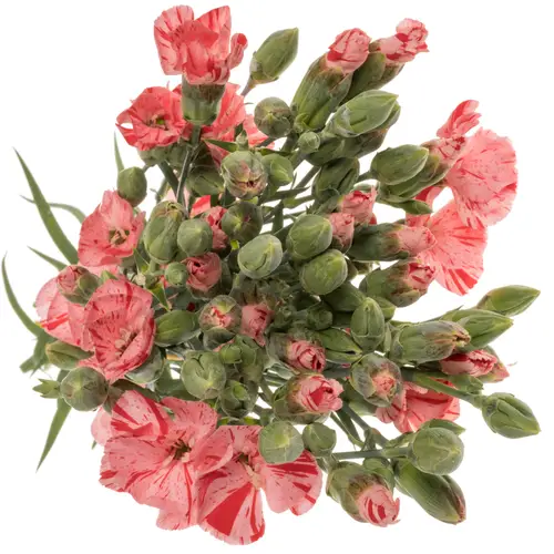Mininelke rosa Soland Stripefly 60cm