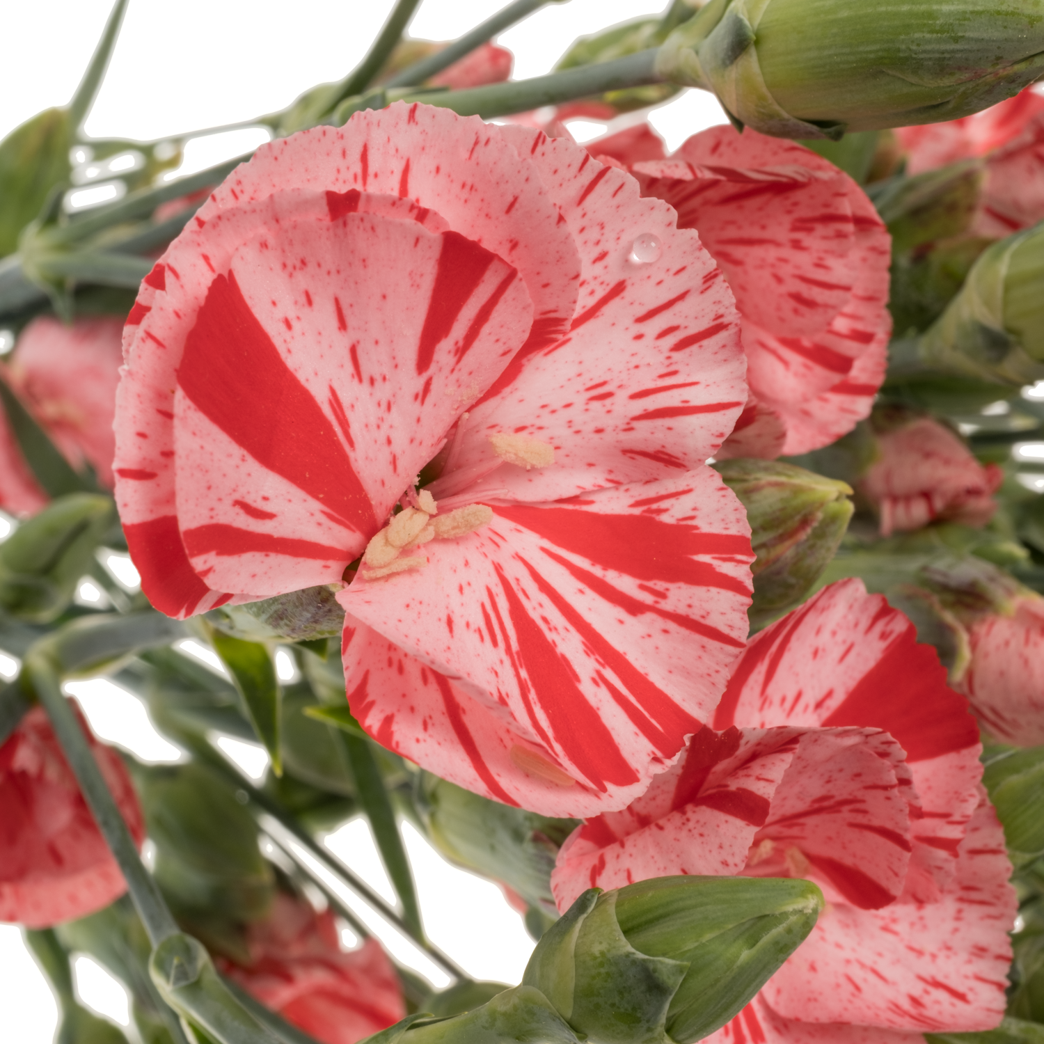 Mininelke rosa Soland Stripefly 60cm