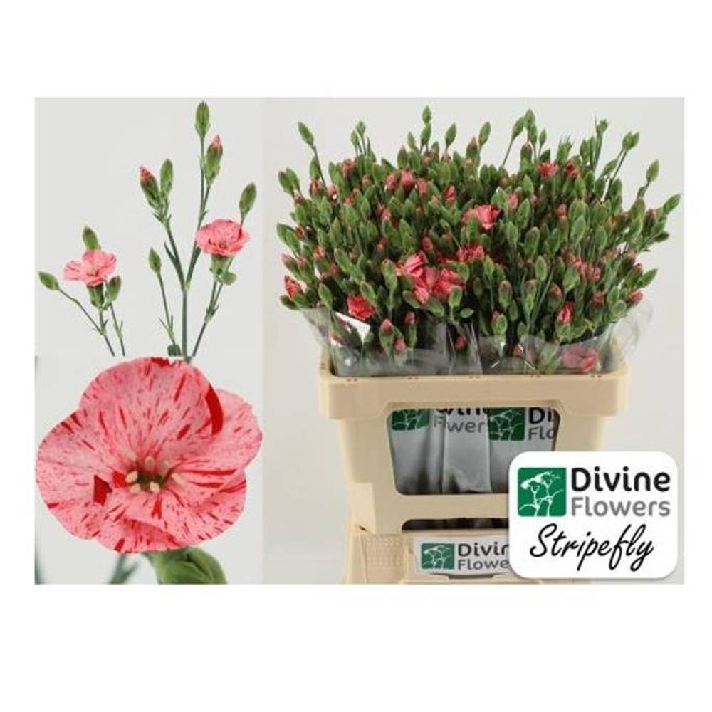 Mininelke rosa Soland Stripefly 60cm