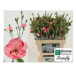 Mininelke rosa Soland Stripefly 60cm