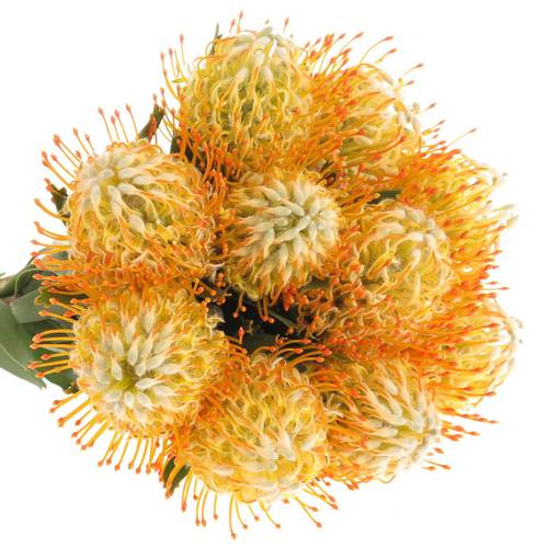 Nutans orange Goldie 40cm X10