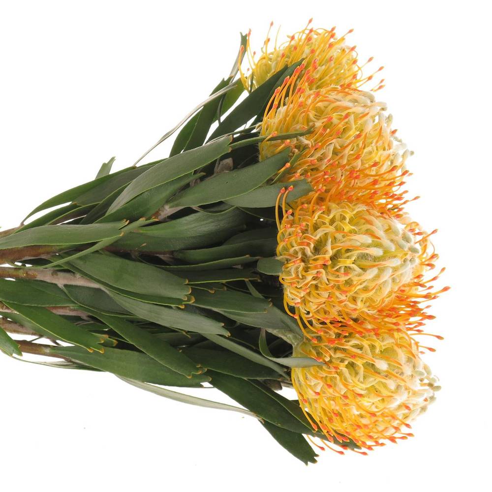 Nutans orange Goldie 40cm X10