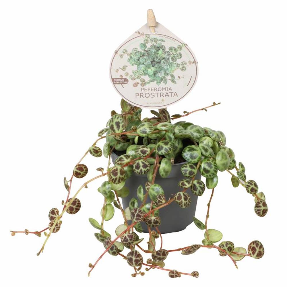 Peperomia Prostrata T06 H010