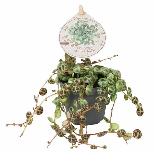 Peperomia Prostrata T06 H010