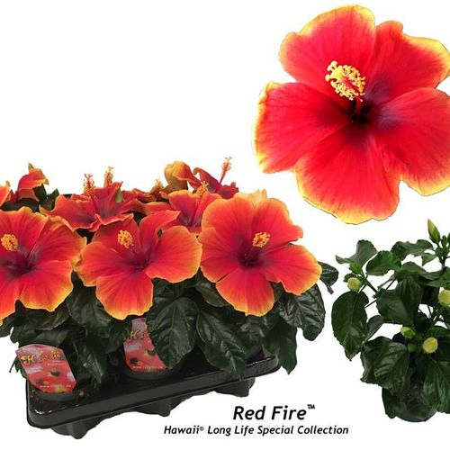Hibiscus rot T12 H32 rosa Sinensis