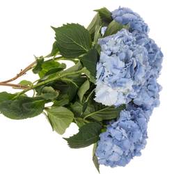 Hortensie blau Symphoni Bol 16cm 60cm
