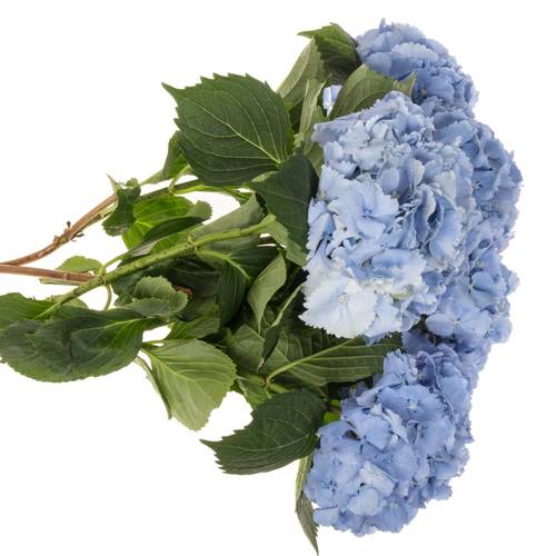 Hortensie blau Symphoni Bol 16cm 60cm