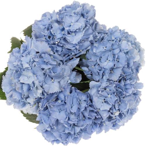 Hortensie blau Symphoni Bol 16cm 60cm