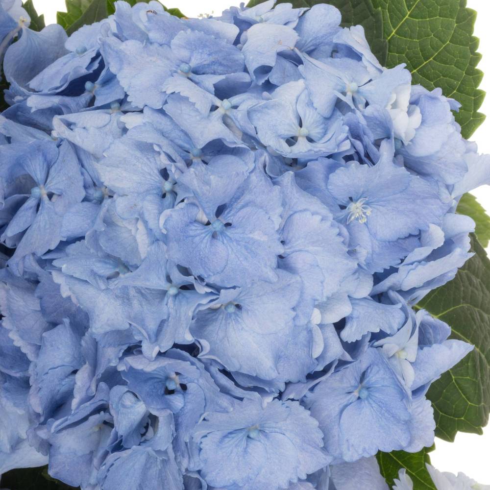 Hortensie blau Symphoni Bol 16cm 60cm