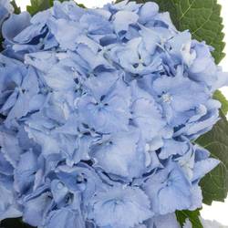 Hortensie blau Symphoni Bol 16cm 60cm