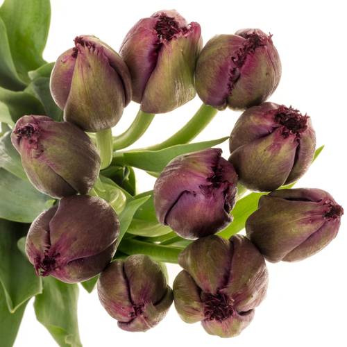 Franz.lila gezackt Gorilla 44 Gramm 60cm