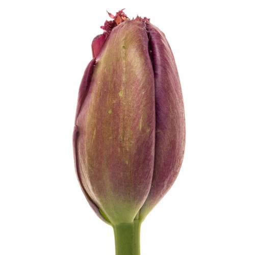 Franz.lila gezackt Gorilla 44 Gramm 60cm