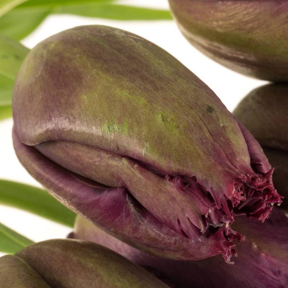 Franz.lila gezackt Gorilla 44 Gramm 60cm