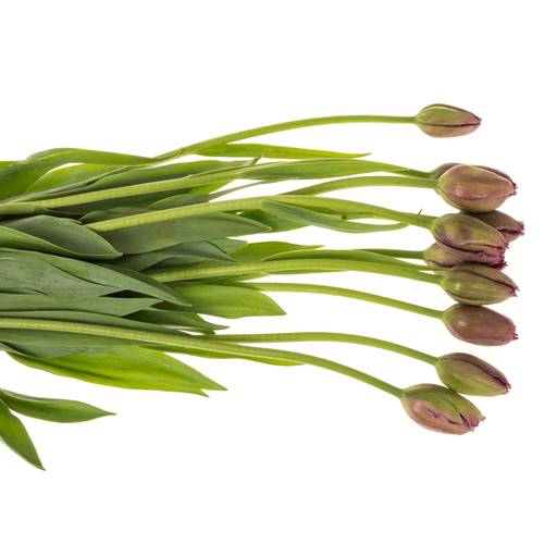 Franz.lila gezackt Gorilla 44 Gramm 60cm