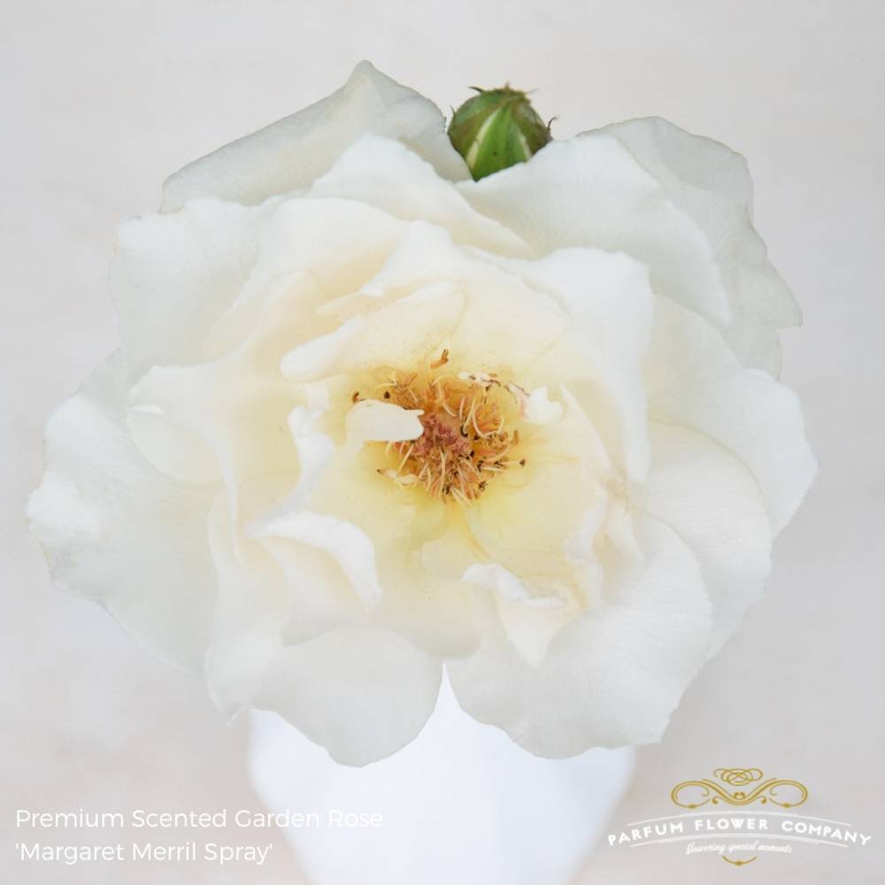 Rose creme/weiss Margaret Merril duftend 50cm