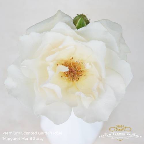 Rose creme/weiss Margaret Merril duftend 50cm