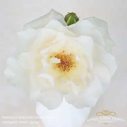 Rose creme/weiss Margaret Merril duftend 50cm