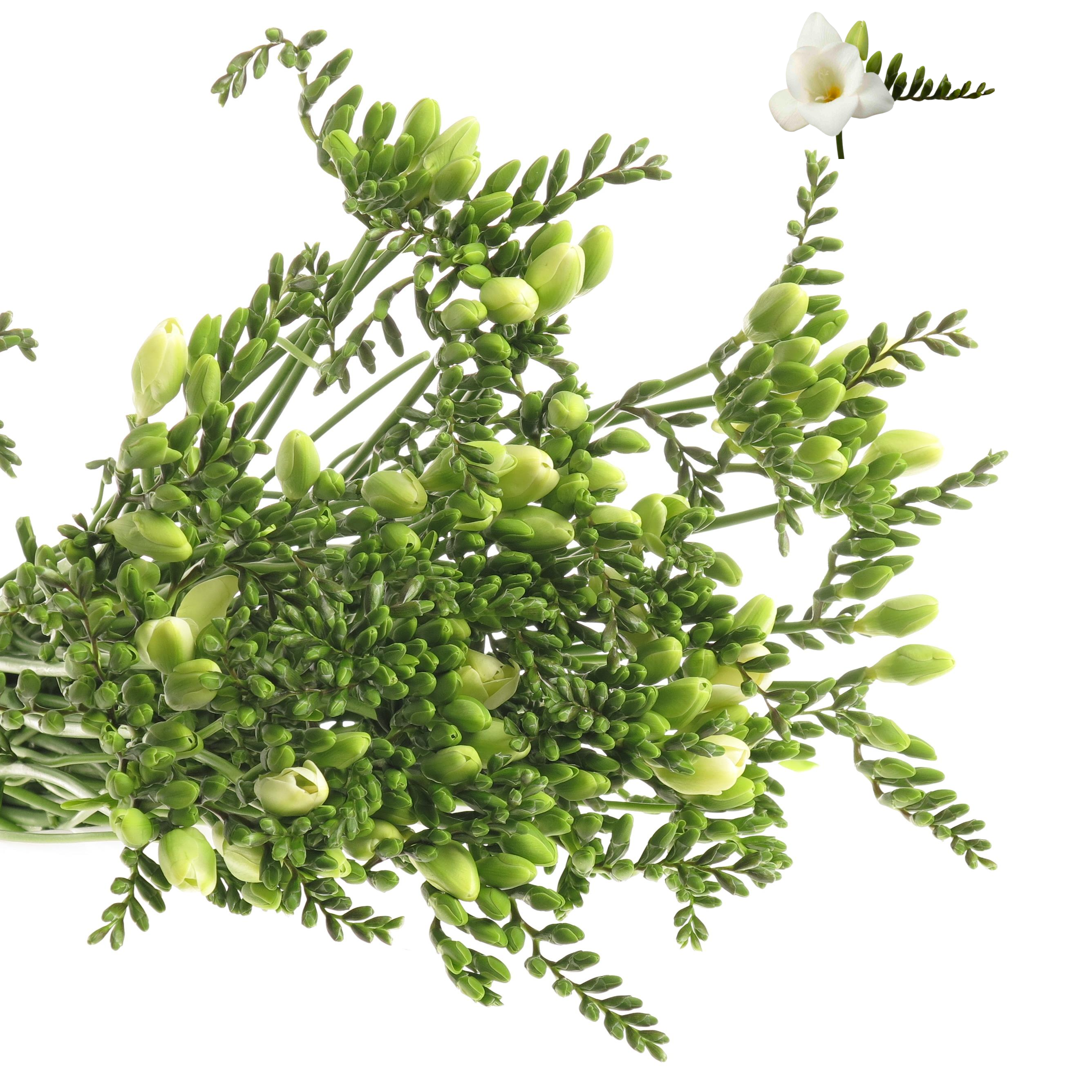 Freesie weiss Avenue 16 Gramm 50cm