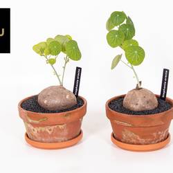 Stephania Erecta T15 H20