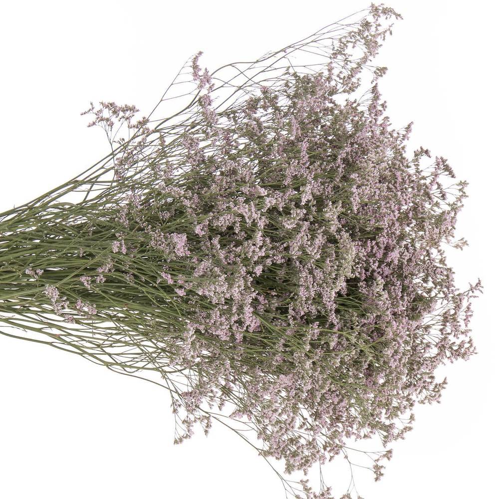 Limonium hell rosa Safora Oshi Pink 35 Gramm 80cm