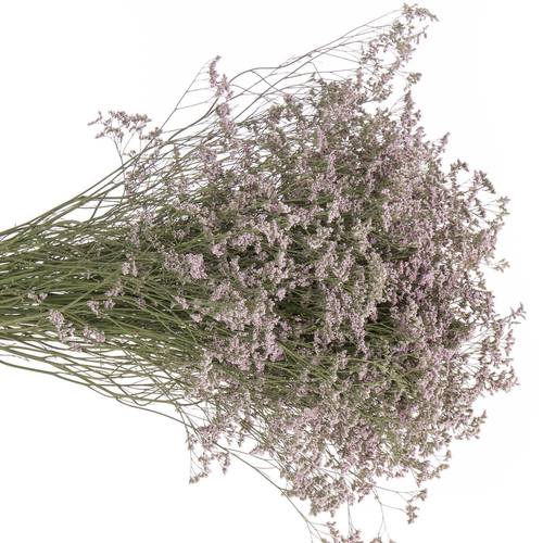 Limonium hell rosa Safora Oshi Pink 35 Gramm 80cm