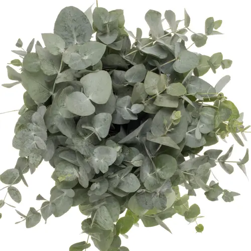 Populus grau/grün Cinerea (pro Stiel) 55cm