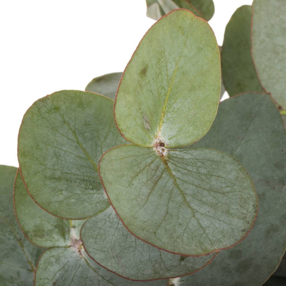 Populus grau/grün Cinerea (pro Stiel) 50cm