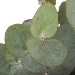 Populus grau/grün Cinerea (pro Stiel) 50cm