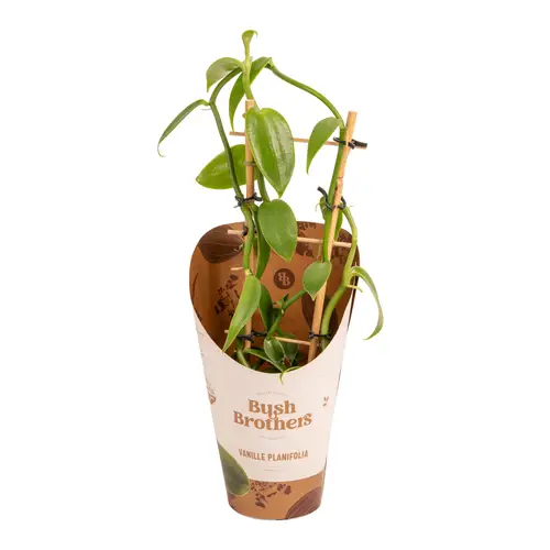 Vanilla dunkel grün Planifolia T12 H040