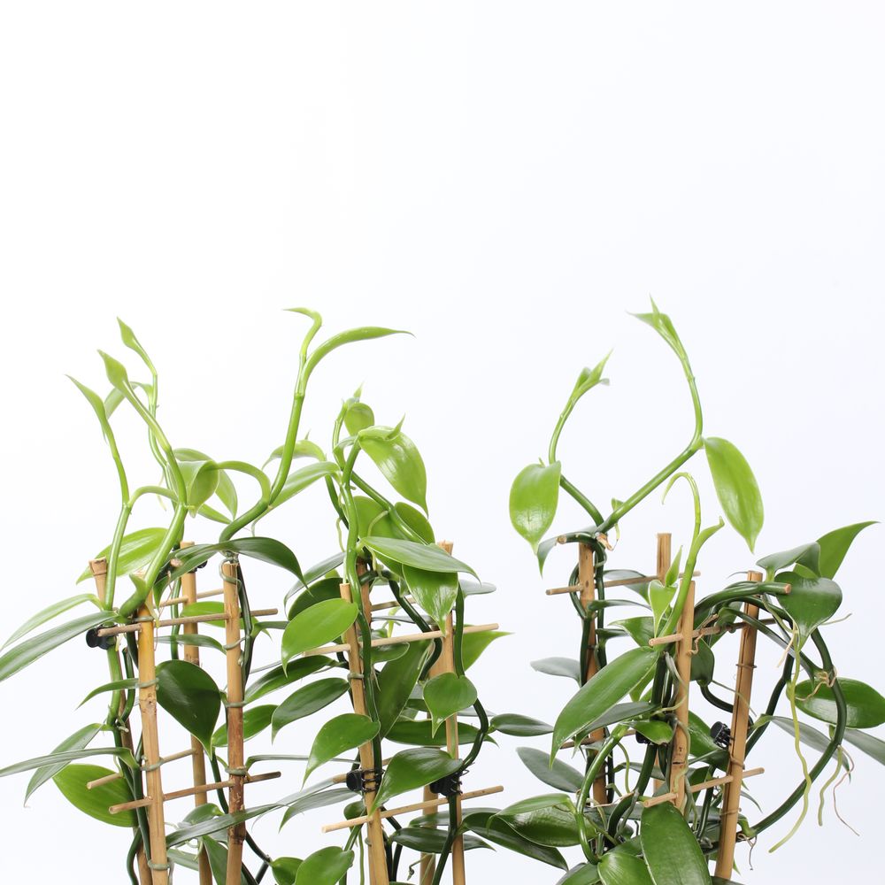 Vanilla Planifolia T12 H50