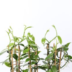 Vanilla Planifolia T12 H50