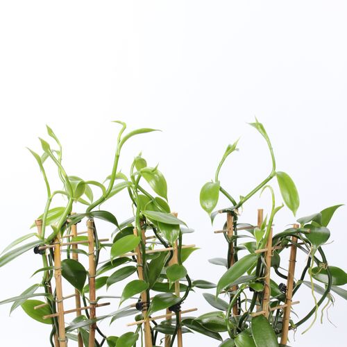 Vanilla Planifolia T12 H50