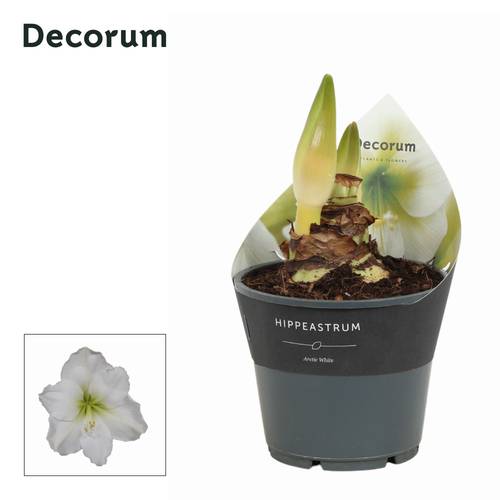 Amaryllis 2er Arctic weiss D114408WT T14 H025