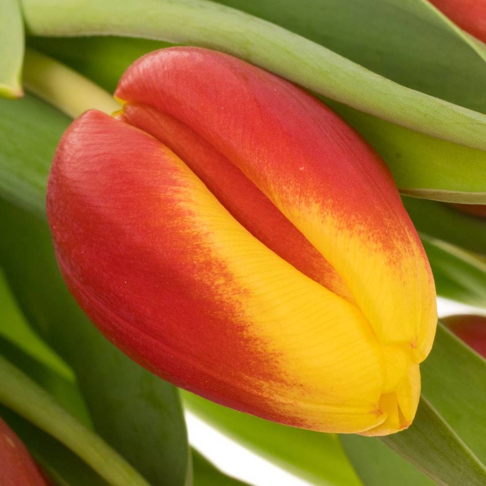 Tulpe rot/gelb Residence Triflor 34 Gramm