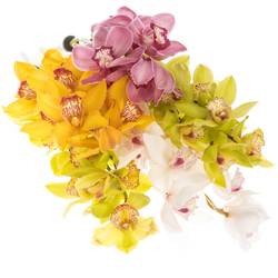Cymbidium mix Koningshof 50cm 6+Blüte